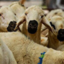 Kurban bayramın kaçıncı gününe kadar kesilir? Kurban kesim vakti ne zaman başlar ve biter?