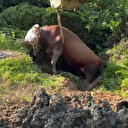 Rize'de kaçarken çukura düşen kurbanlık kepçeyle kurtarıldı