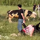 Arnavutköy'de vatandaşların kaçan kurbanlıkla imtihanı kamerada