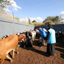 Türkiye Diyanet Vakfı ekiplerinden Mozambik'te kurbanlık kontrolü
