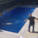 Kesilmek üzereyken kaçan koç havuza atladı