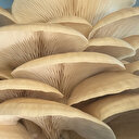 Televizyonda gördü, mutfak masrafı için kurdu: Şimdi tonlarca üretiyor