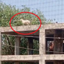 Kaçıp 3 katlı binanın üzerine çıkan koçu sahibi satmaktan vazgeçti: Kuzuyken aldı elinde büyüdü