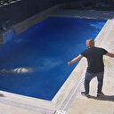 Bursa'da kesimden kaçan firari koç havuza atladı