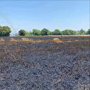 Osmaniye'de tarla yangını: Yaklaşık 20 dönümlük ekili alan zarar gördü