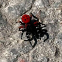 Uğur böceği görünümlü böcek, sandığınız kadar masum değil