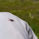 Kızılcahamam’da kene isyanı