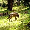 Nesli tükenme tehlikesi altındaydı: Bursa’da fotokapana yakalandı