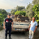 Hayvan hırsızı, jandarmadan kaçamadı