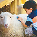 Ailelere bayram rehberi:Çocuklara kurban bilinci nasıl kazandırılır?