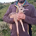 Ormanda bulunan yavru ceylan keçi sütüyle hayata tutundu
