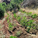 Bingöl'de 5 bin 990 kök Hint keneviri ele geçirildi