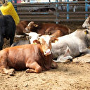 81 ilde tüm hayvan pazarları kapatıldı! Şap hastalığı nedir, nasıl bulaşır?