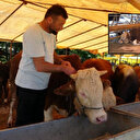 81 ile acil kodlu yazı: Tüm hayvan pazarları kapatıldı