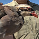 Kenelerle mücadele için keklikler doğaya bırakıldı