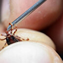 Kene tehlikesi kapınızda: Hiç bilmediğiniz 5 yöntemle keneler evinize taşınıyor