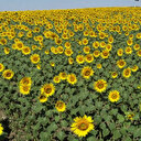 Tekirdağ'ın "sarı gelini" ayçiçeği tarlaları fotoğraf tutkunlarını ağırlıyor