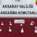 Aksaray'da jandarmadan uyuşturucu tacirlerine darbe: 1 tutuklama