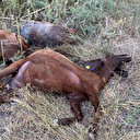 Yine bir CHP'li belediye skandalı: Erzin'de fabrika atıklarının döküldüğü dereden su içen 64 keçi öldü