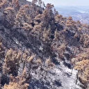 Lazkiye'de orman yangını: Hasar havadan görüntülendi