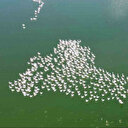 Eber Gölü'nün geçici ev sahipleri: Allı turnalar 