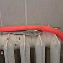 Restoranın tuvaletindeki yılan korkuttu