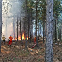Çine'de orman yangını: Havadan ve karadan müdahale ediliyor