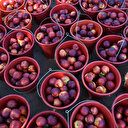 Talep patladı, hedef 72 ton: Lapseki şeftalisine yurt dışından yoğun ilgi