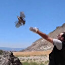 Beypazarı'nda kene ile mücadele kapsamında 200 adet keklik doğaya salındı