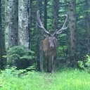 Bursa dağlarında kızıl geyik fotokapana yakalandı