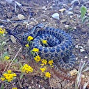 Türkiye'nin en zehirli yılan türlerinden: Erzincan'da görüntülendi