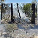 İstanbul'da Aydos Ormanı'nda çıkan yangın söndürüldü