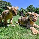 Erdoğan'ın aslanları yavruladı: İsimleri anketle belirlenecek