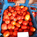 Salça dönemi başlamayınca domatesin fiyatı 3 TL'ye kadar düştü