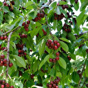 Kirazı zirai don vurdu rekolte düştü