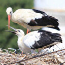 Her iki haneye bir leylek düşüyor: Yaren'in köyünden 8 kat fazla yuva bulunuyor