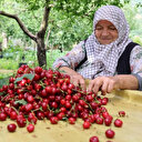 Zirai don kirazı vurdu: Geçen yıla göre 61 bin ton ihracat kaybı yaşandı