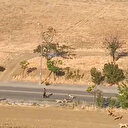 Ankara'da sahipsiz köpek sürüsünün vatandaşa saldırısı kamerada