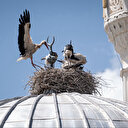 Cami tepesinde hilalin yanında yuva kuran leylekler mahallenin neşesi oldu
