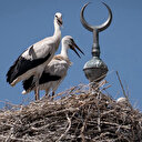 Cami tepesinde hilalin yanında yuva yapan leylek ailesi mahallenin neşesi oldu

