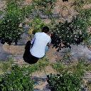 Trabzon'a dönüp dededen kalma bir dönümlük arazi için kolları sıvadı: Şimdi kilosunu 500 liradan sattığı meyve ile geçimini sağlıyor