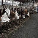 Tarım ve Orman Bakanlığı’ndan yeni şap hastalığı açıklaması