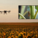 Tekirdağ'da çekirge istilası: Dronlar devreye girdi