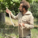 Türkiye'nin en zehirli yılan türlerinden: Yürüyüş yaparken derisini buldu 