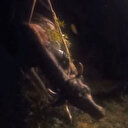 Kars'ta kayalıktan düşen inek kurtarıldı