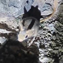 Tunceli’de nesli tükenme tehlikesi altında bulunan Arap tavşanı görüldü