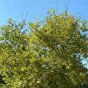 Antalya'da ırmakta akıntıya kapılan çocuk kayboldu