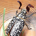 Dünyada nadiren görülen böcek Batman'da ortaya çıktı
