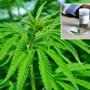 Tıbbi kenevir artık yasal: Eczanelerde satışına onay çıktı