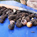 Defne, kestane ve trüf mantarı orman köylüsüne gelir kapısı oluyor